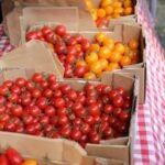 boxes of tomatoes